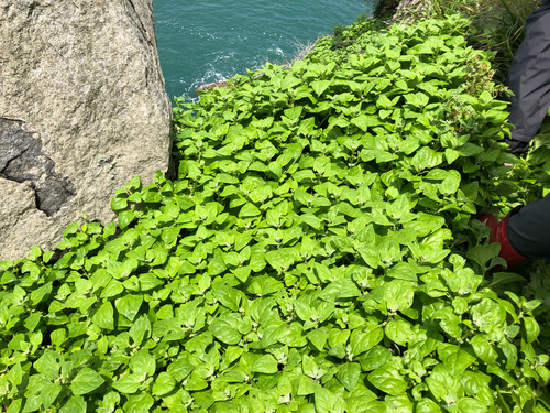 Tetragonia tetragonoides (New Zealand Spinach) — photo