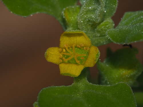 Tetragonia tetragonoides