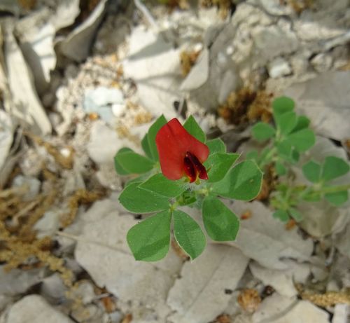 Tetragonolobus palaestinus (Palestine winged pea) — photo