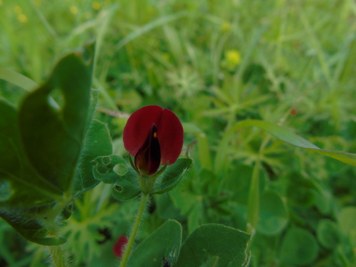Tetragonolobus palaestinus (Palestine winged pea) — photo