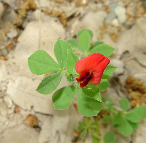 Tetragonolobus palaestinus