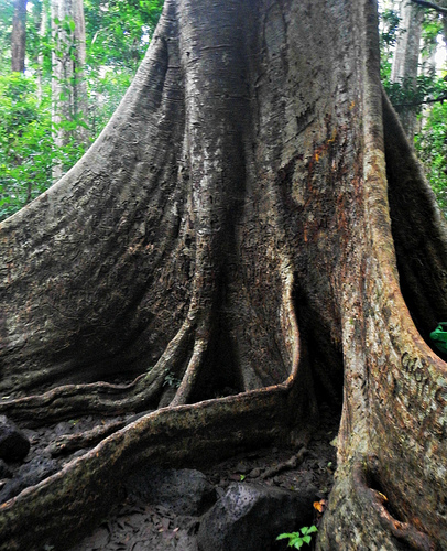 Tetramelaceae
