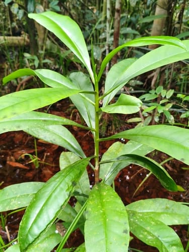 Tetramerista glabra — photo