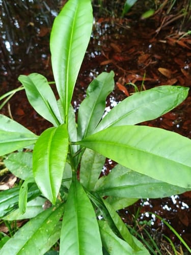 Tetramerista glabra — photo