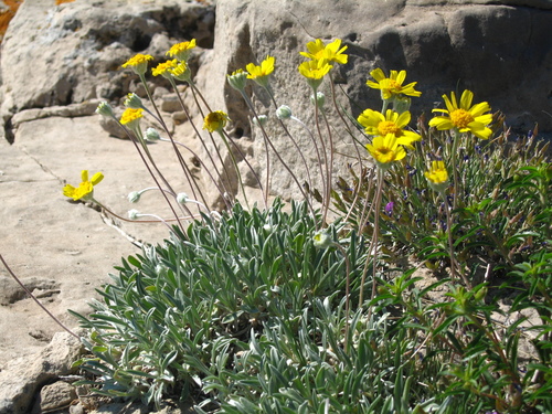 Tetraneuris acaulis (Stemless actinea) — photo