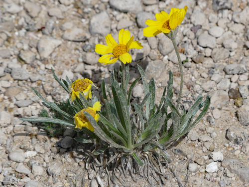 Tetraneuris acaulis