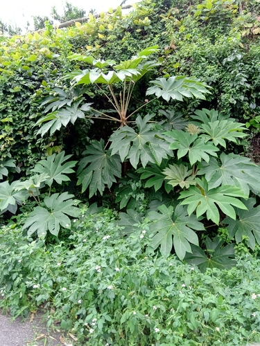 Tetrapanax papyrifer (Rice paper) — photo