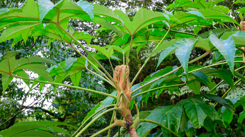 Tetrapanax papyrifer (Rice paper) — photo
