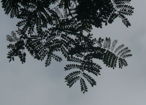 Tetrapleura tetraptera (Angular pod) — photo
