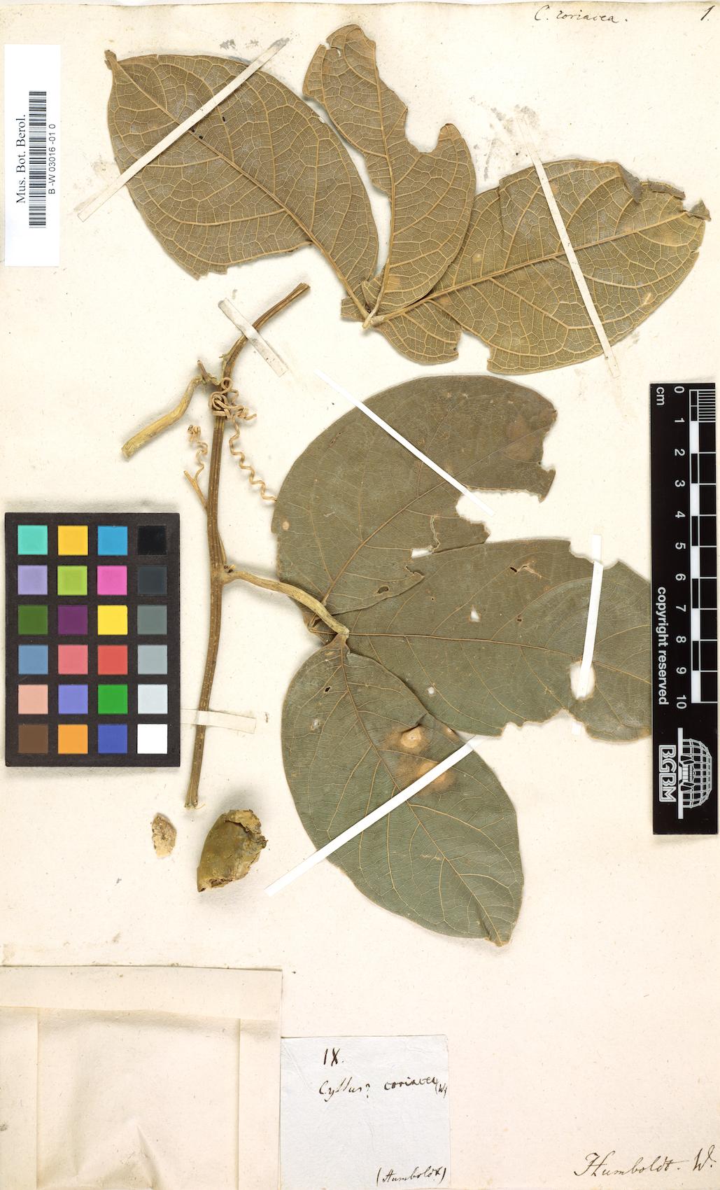 Tetrastigma coriaceum