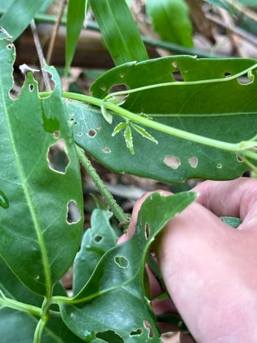 Tetrastigma harmandii (Ayo) — photo