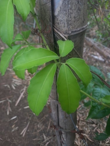 Tetrastigma harmandii