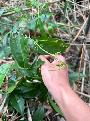 Tetrastigma harmandii (Ayo) — photo