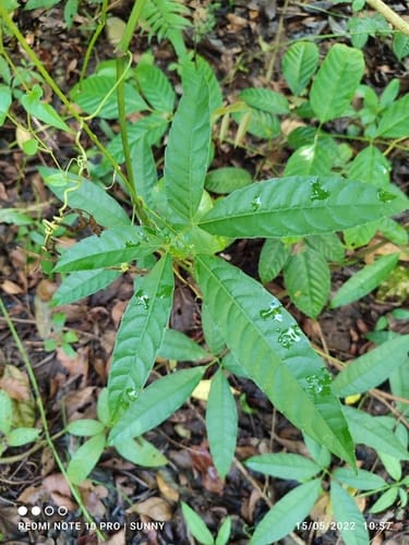 Tetrastigma leucostaphylum (Indian chestnut vine) — photo