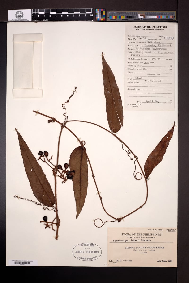 Tetrastigma loheri — photo