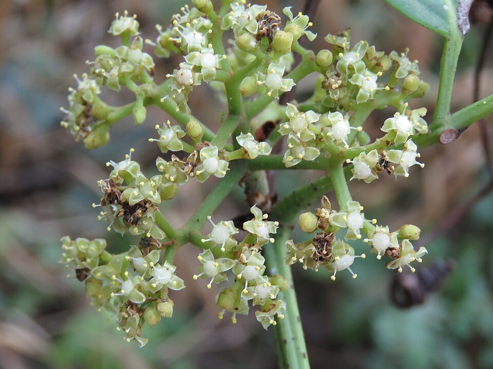 Tetrastigma muricatum (Moja-hei) — photo