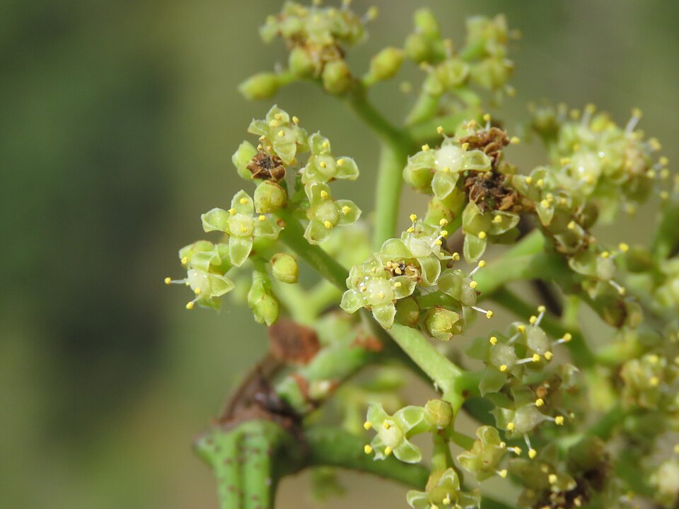 Tetrastigma muricatum