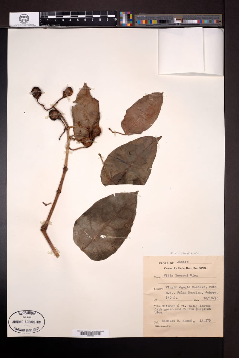 Tetrastigma mutabile — photo
