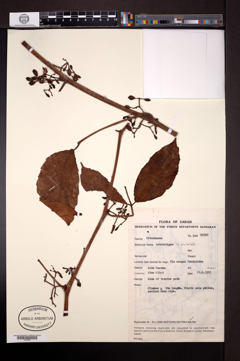 Tetrastigma mutabile — photo