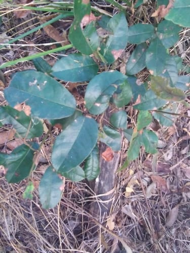 Tetrastigma nitens (Native Grape) — photo