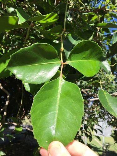 Tetrastigma nitens