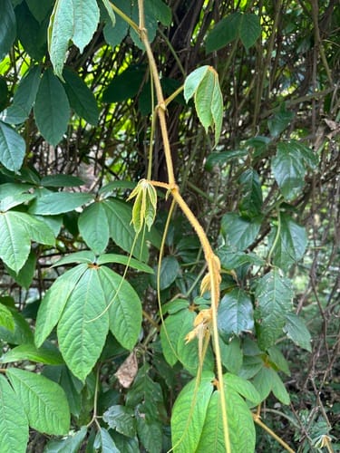 Tetrastigma obovatum — photo