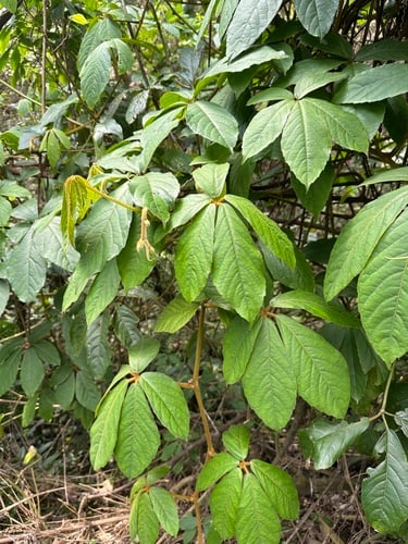 Tetrastigma obovatum