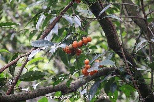 Tetrastigma planicaule — photo