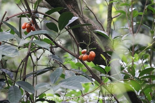 Tetrastigma planicaule — photo