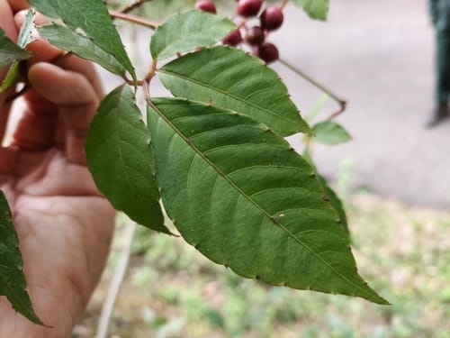 Tetrastigma rumicispermum — photo