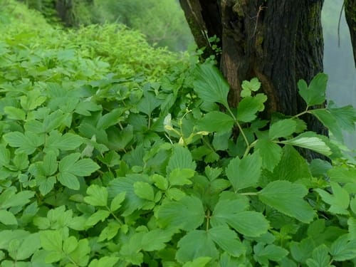 Tetrataenium grande (Wild carrot) — photo