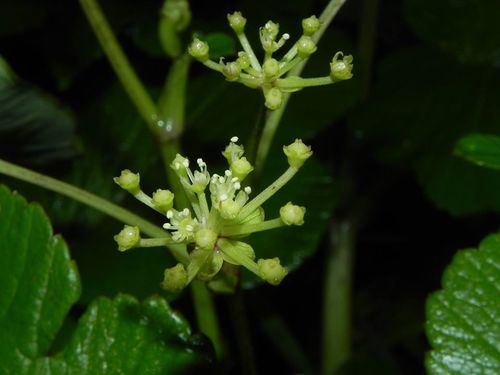 Tetrataenium grande