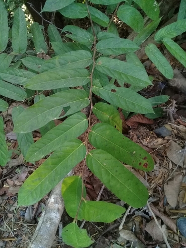 Tetrathylacium macrophyllum (Big leaf tetrathylacium) — photo
