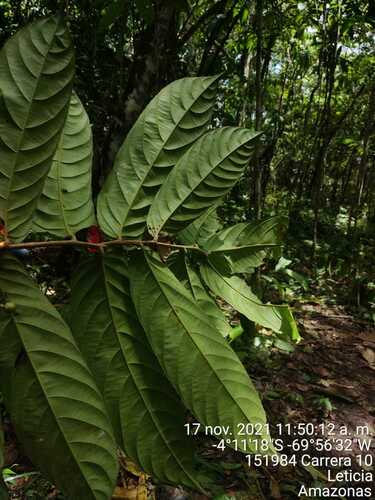 Tetrathylacium macrophyllum (Big leaf tetrathylacium) — photo