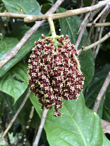 Tetrathylacium macrophyllum