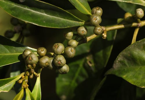 Tetrorchidium didymostemon — photo