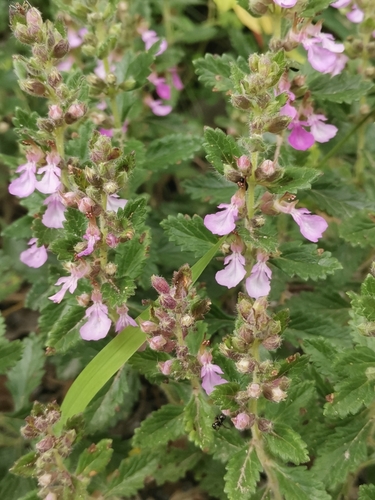 Teucrium chamaedrys subsp. sinuatum — photo