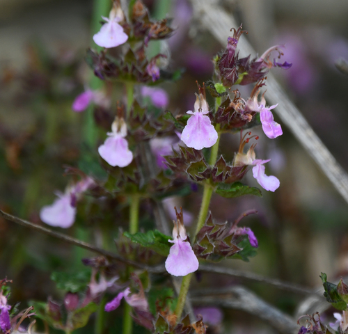 Teucrium chamaedrys subsp. sinuatum — photo