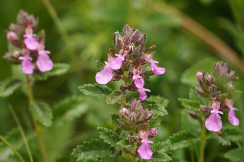 Teucrium chamaedrys subsp. sinuatum