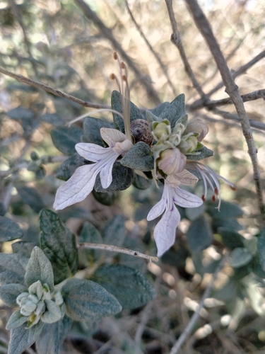 Teucrium fruticans (Tree germander) — photo