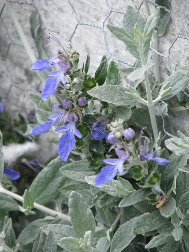 Teucrium fruticans (Tree germander) — photo