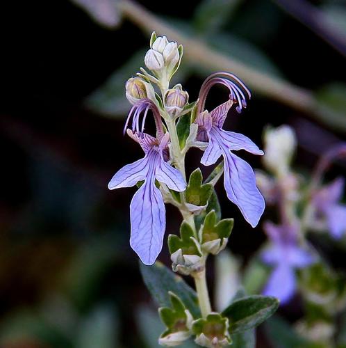 Teucrium fruticans
