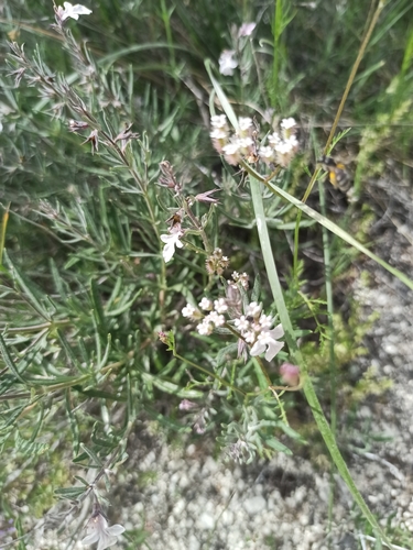 Teucrium multicaule — photo