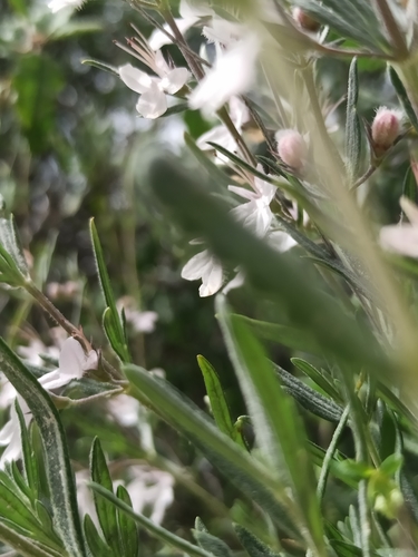Teucrium multicaule — photo