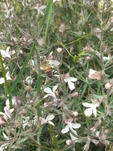 Teucrium multicaule
