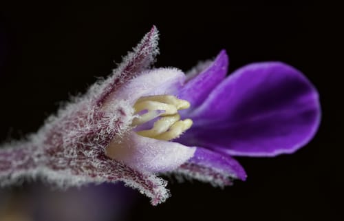 Teucrium parviflorum — photo