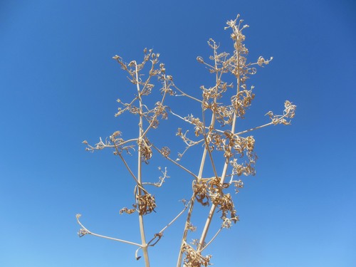 Teucrium parviflorum