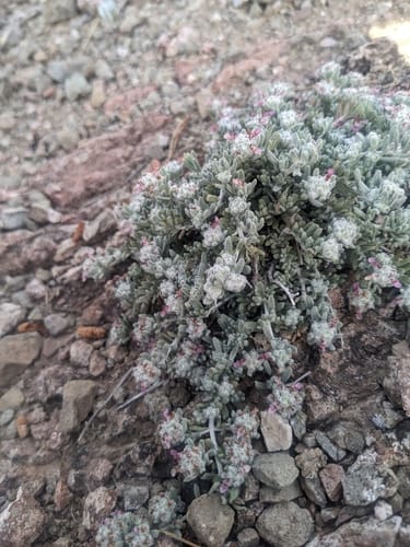 Teucrium polium (Germander) — photo