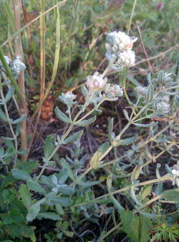 Teucrium polium