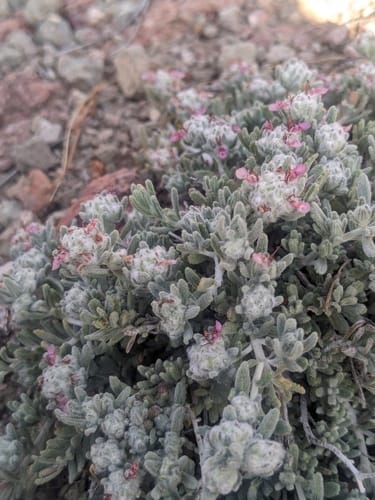 Teucrium polium (Germander) — photo